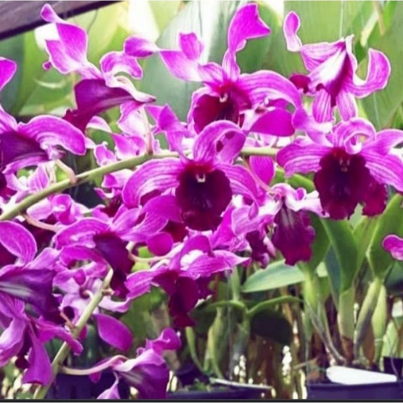 anggrek dendrobium dewasa Inaraya red