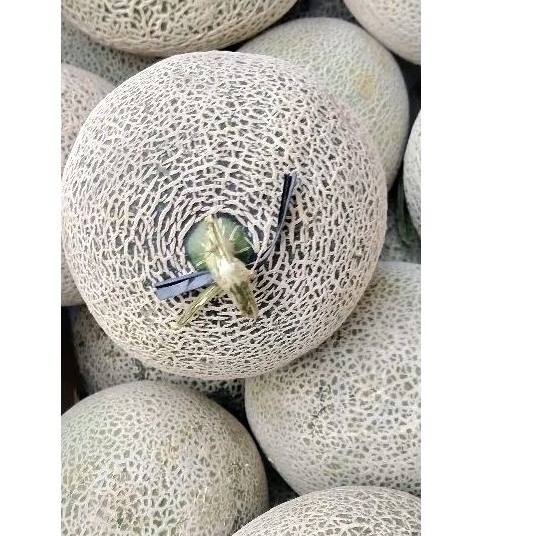 

Buah Rock Melon/Melon Orange/1 pcs