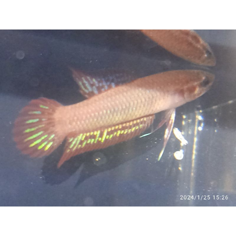wild betta burdigala sepasang