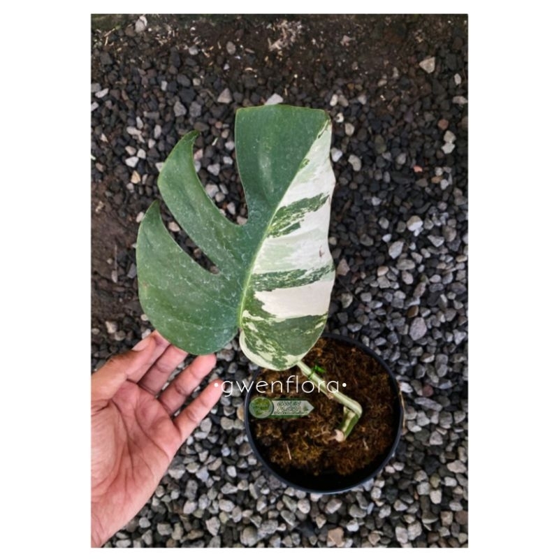 Tanaman Hias Monstera Variegata Daun Pancing Tunas