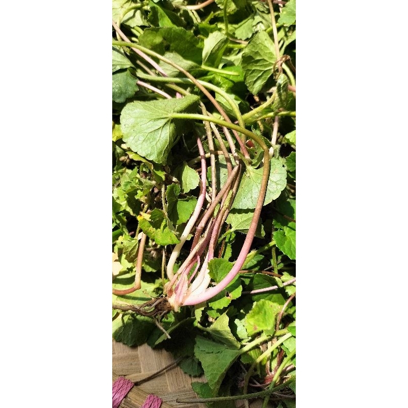 

daun pegagan merah segar 250 gram