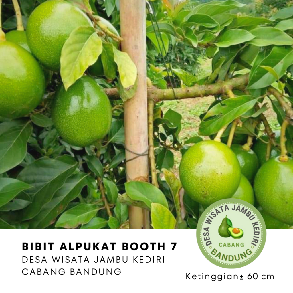 BIBIT ALPUKAT BOOTH 7 Desa Wisata Jambu Kediri Cabang Bandung
