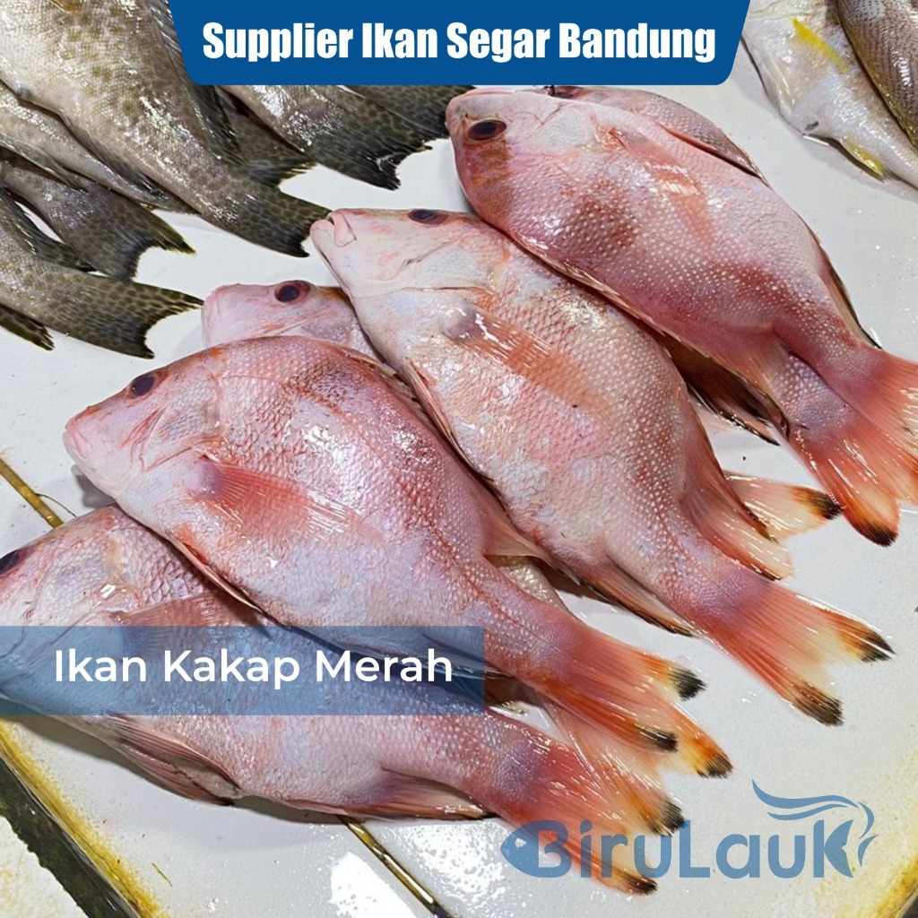 

IKAN KAKAP MERAH SEGAR BANDUNG