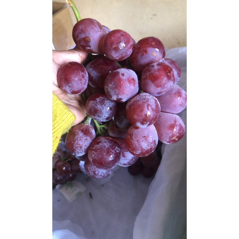 

anggur merah redglobe