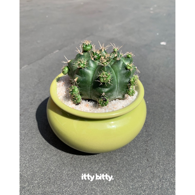 Kaktus mini Sukulen Gymnocalycium (Souvenir Aesthetic)