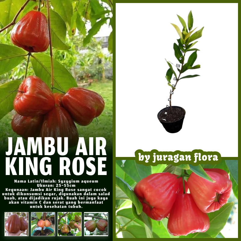 BIBIT TANAMAN JAMBU KING ROSE MANIS CEPAT BERBUAH / TANAMAN JAMBU AIR KING ROSE / POHON JAMBU AIR KI