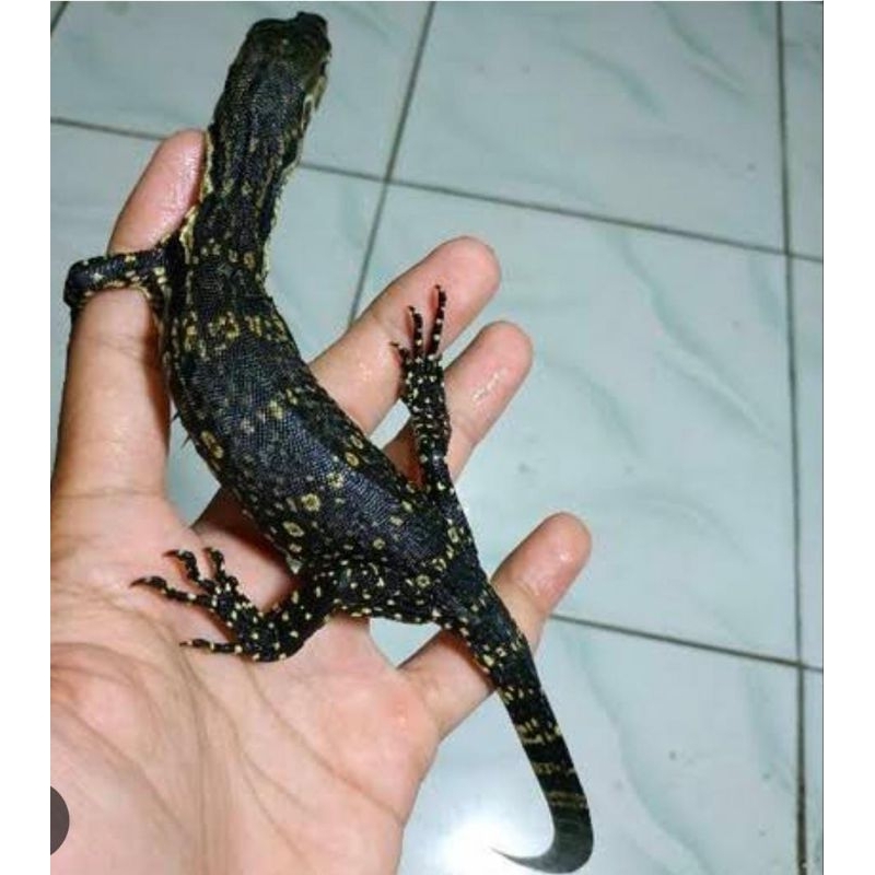 Biawak Kecil Anakan Salvator Jinak Mainan Anak Lucu Murah Garansi l