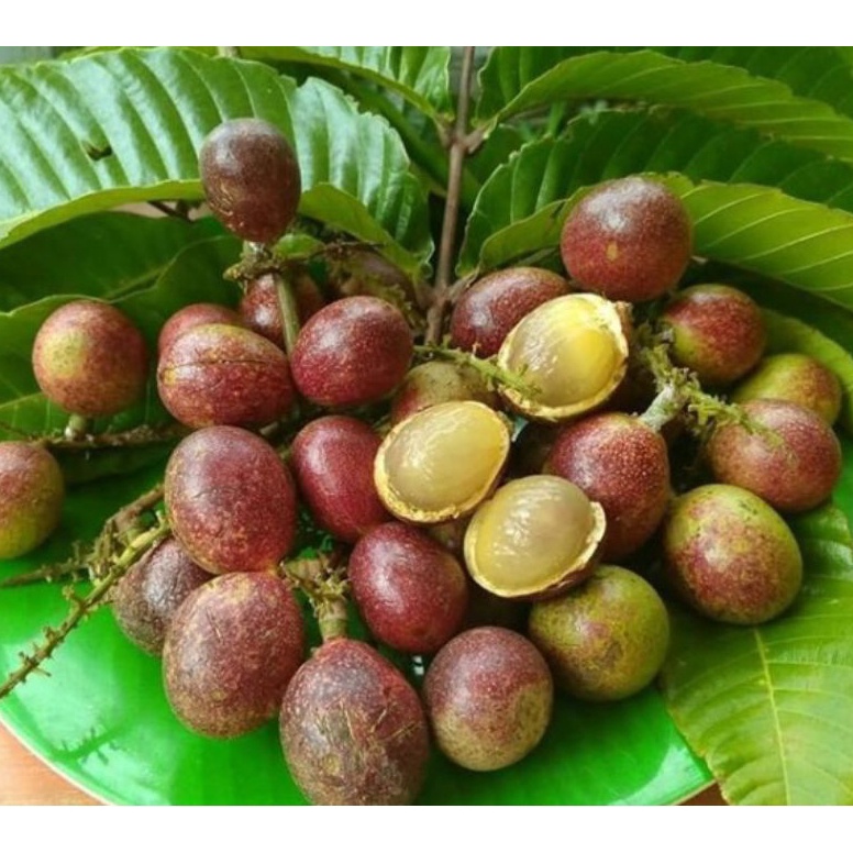 

Klaim promo Buah matoa 5 gr