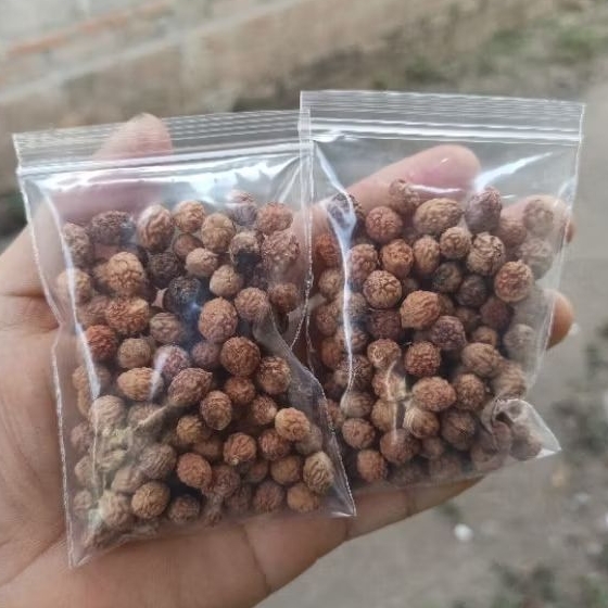 

Biji Bidara Arab Premium 100 Biji (Beli 7 Bonus 1)