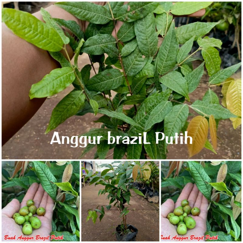 BIBIT ANGGUR POHON WARNA PUTIH tinggi 60cm