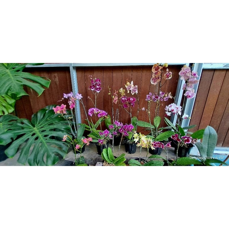 anggrek bulan berbunga / mekar knop / anggrek bulan dewasa