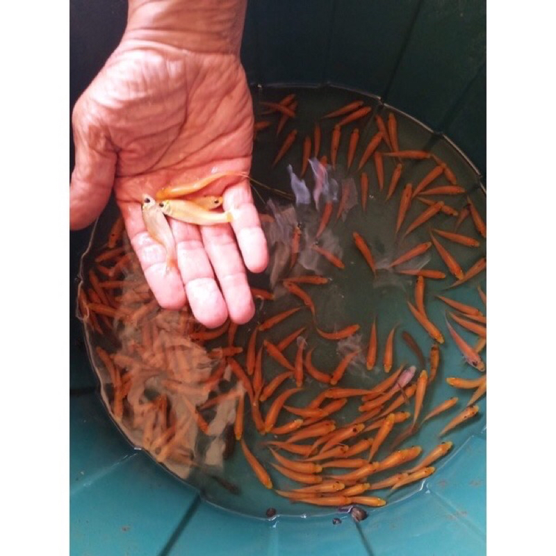 

Ikan terapi lemon 100 ekor