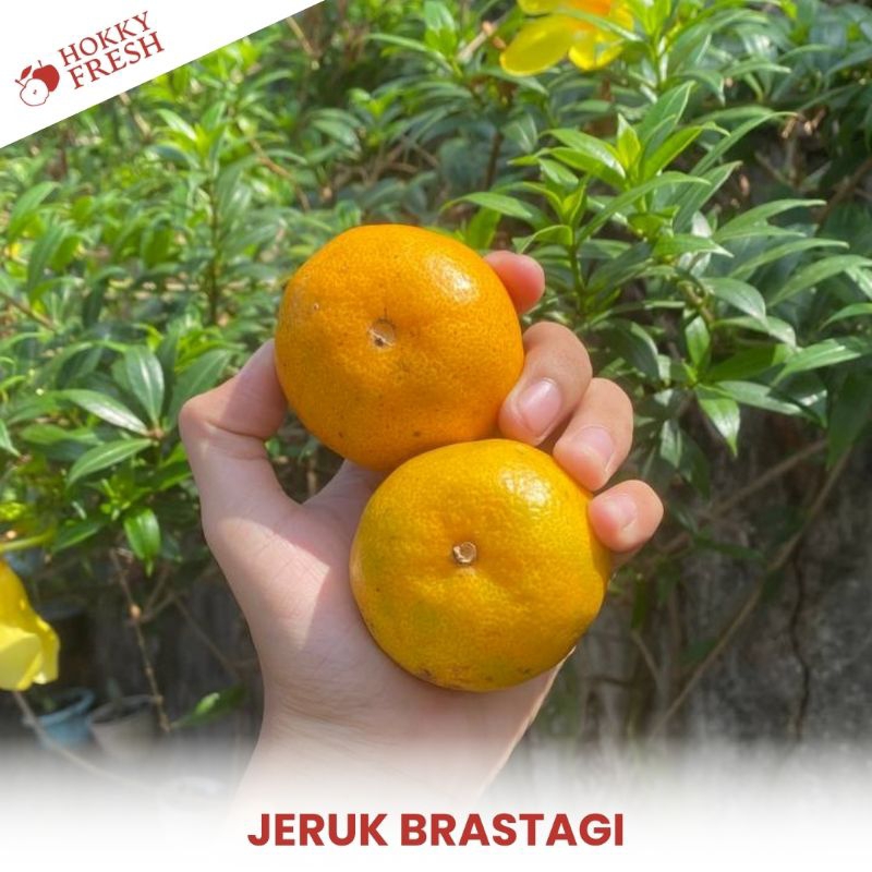

Jeruk Brastagi / Kg