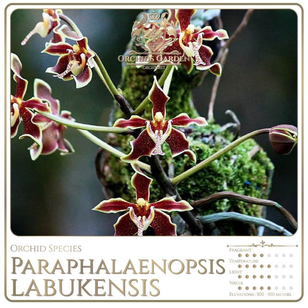 ORCHIDSGARDEN Paraphalaenopsis labukensis Anggrek KOLEKTOR Collector Orchid Item Fragrant Orchid Ang