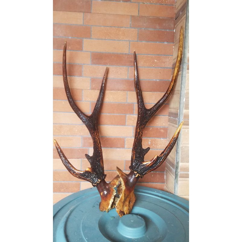 Hiasan Dinding Tanduk Rusa ORIGINAL 100% Asli Papua