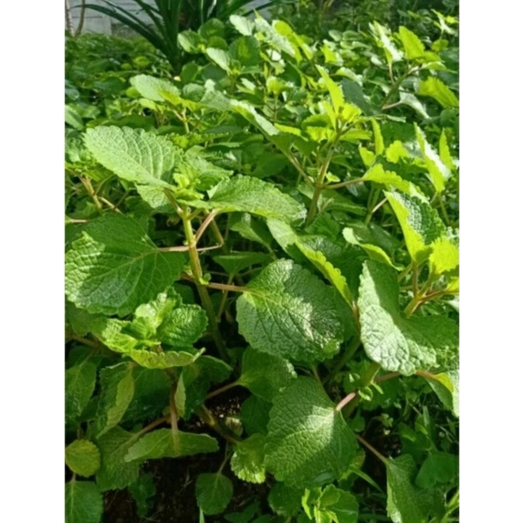 

Daun bangun bangun