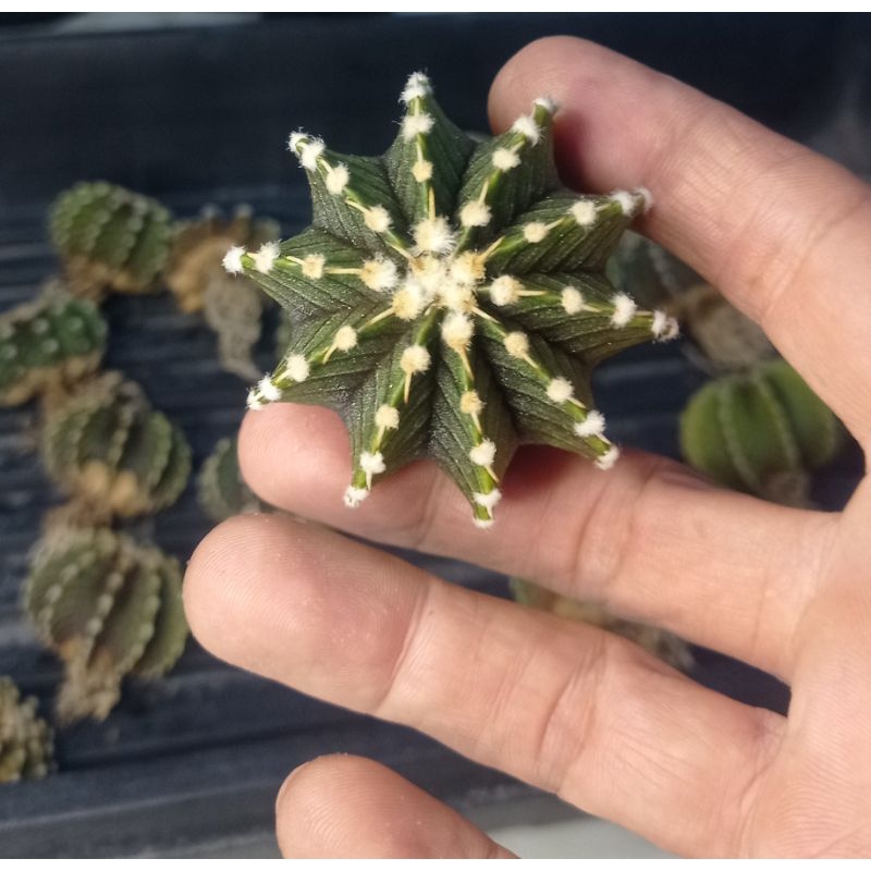 Kaktus LB Original Seedling