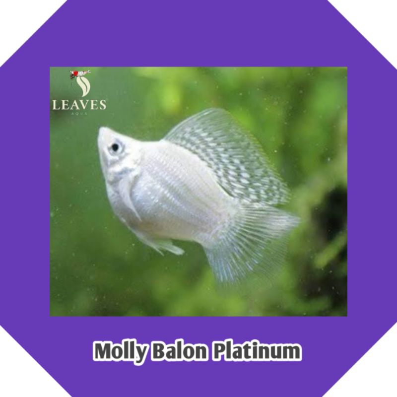 ikan molly balon platinum