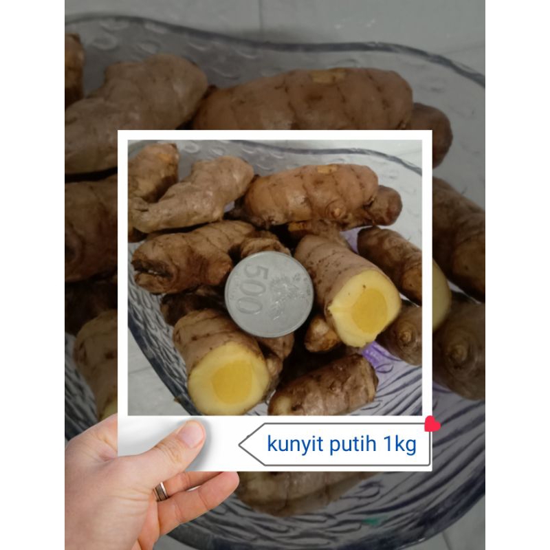 

kunyit putih segar 500gr