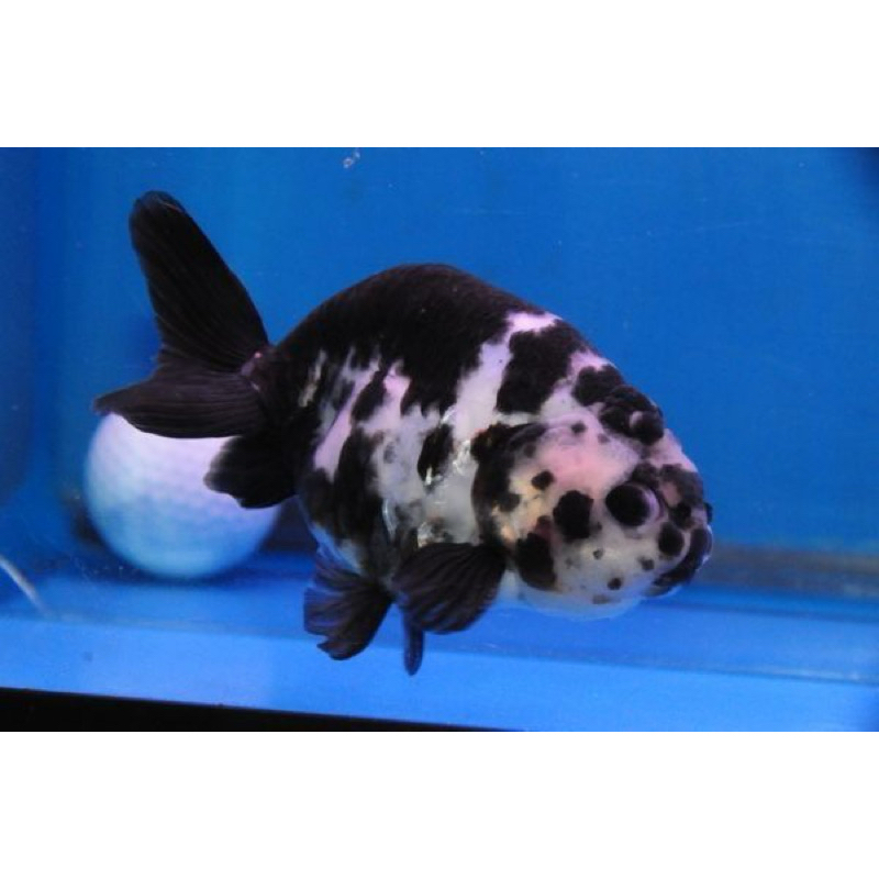 koki ranchu panda super cantik berquality tinggi Blitar