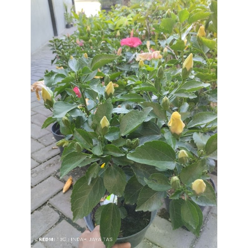 bunga sepatu bangkok