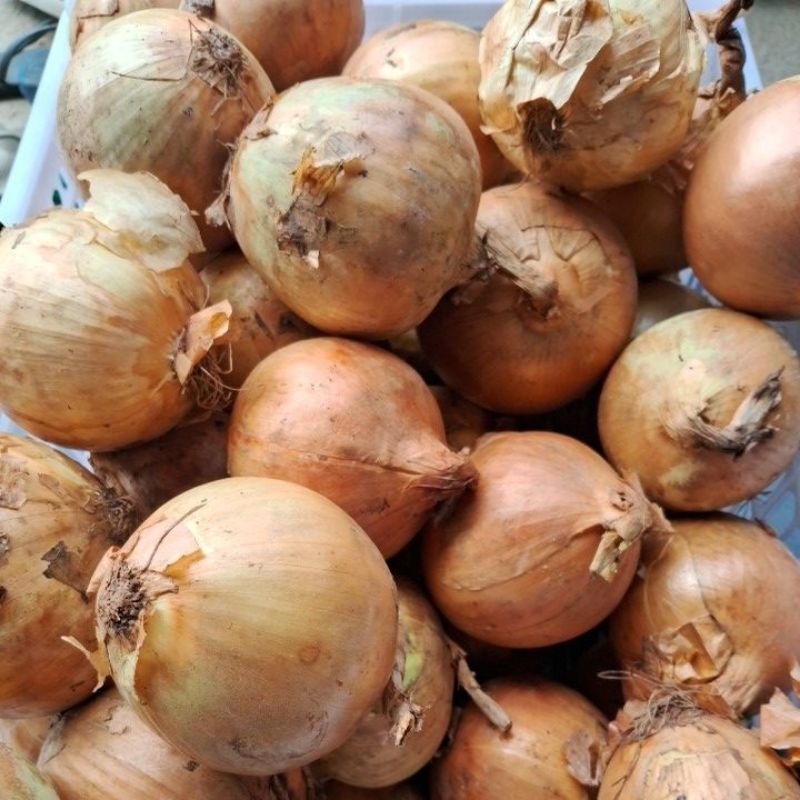 

bawang bombay 220-250gr