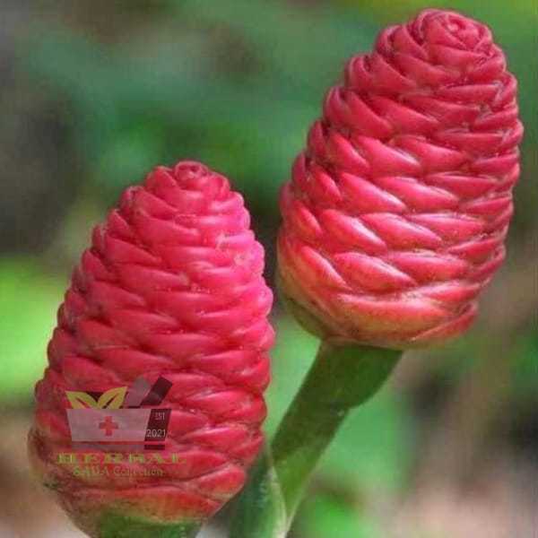 

Jual Lempuyang Lampuyang Segar Per 5 Buah