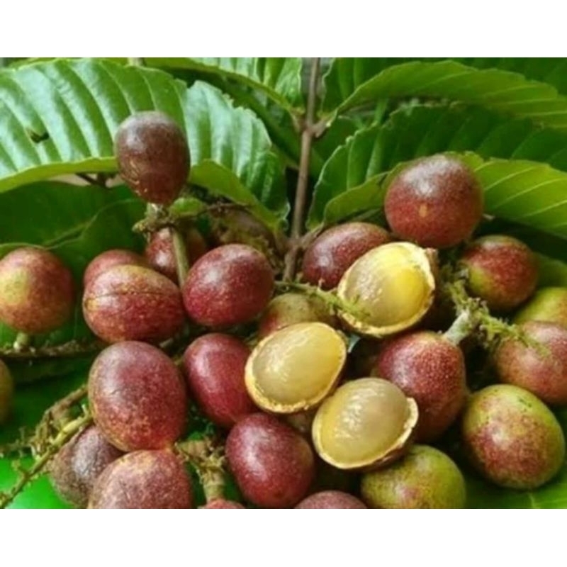 

buah matoa