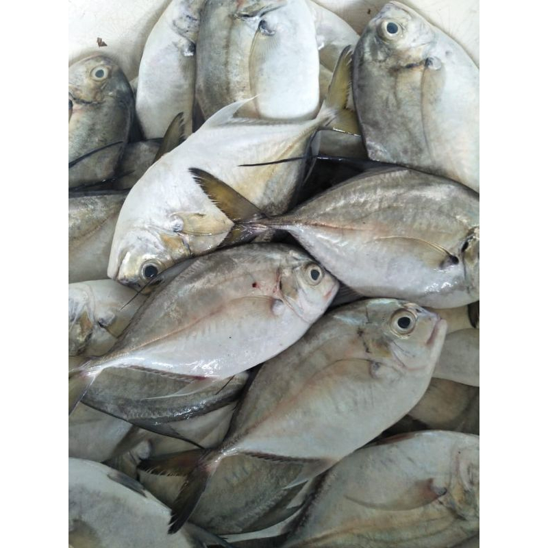 

INSTAN Ikan kue II KUWE segar 1 KG