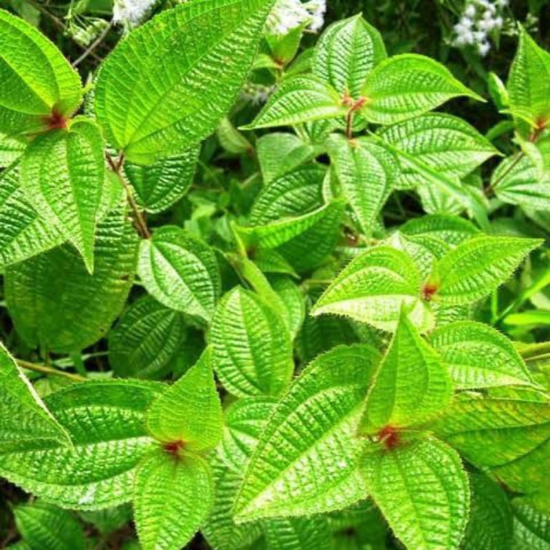 

Daun harendong bulu 500gram