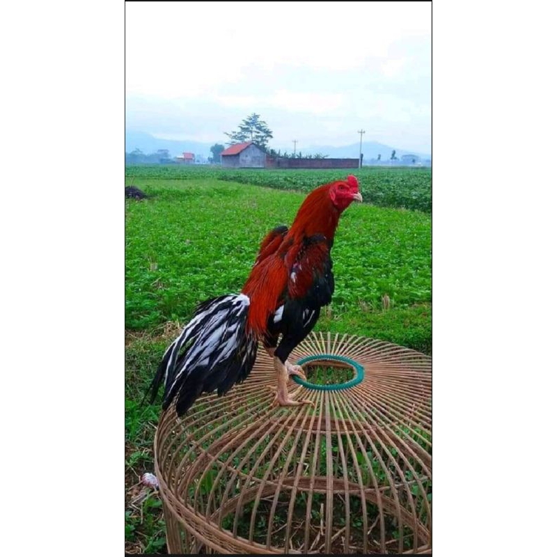 PROMO TELUR AYAM PETARUNG PHAKOY/BANGKOK PHAKOY/PHAKOY BRUTAL PUKUL KERAS