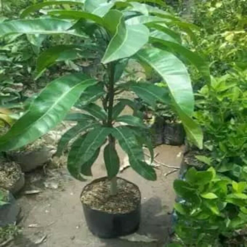 Bibit tanaman buah mangga podang