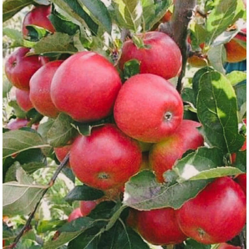 Bibit Apel Fuji Merah Cangkok