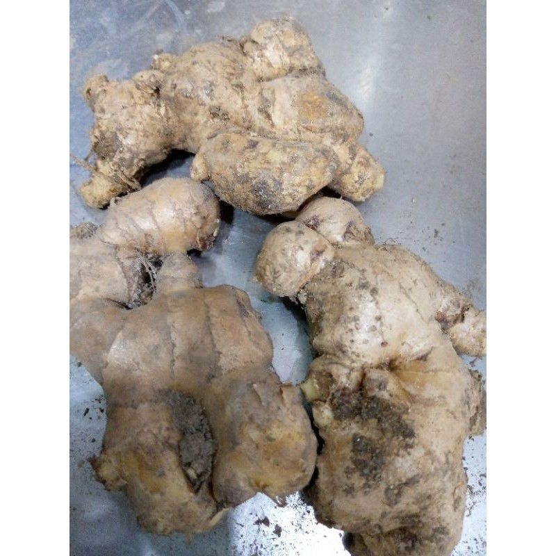 

Jahe Gajah 1kg segar | Jahe putih | jahe jumbo | Jahe Besar