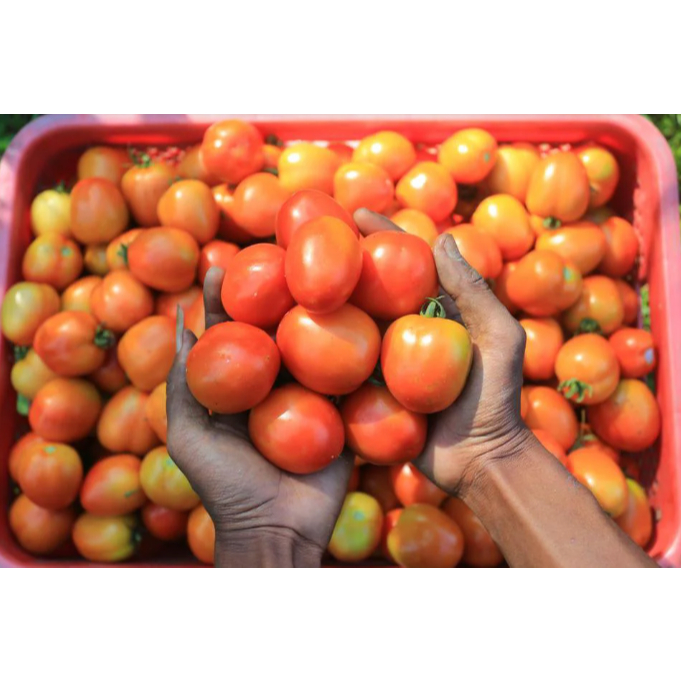 

KIRIM INSTAN TOMAT SUPER PILIHAN MURAH