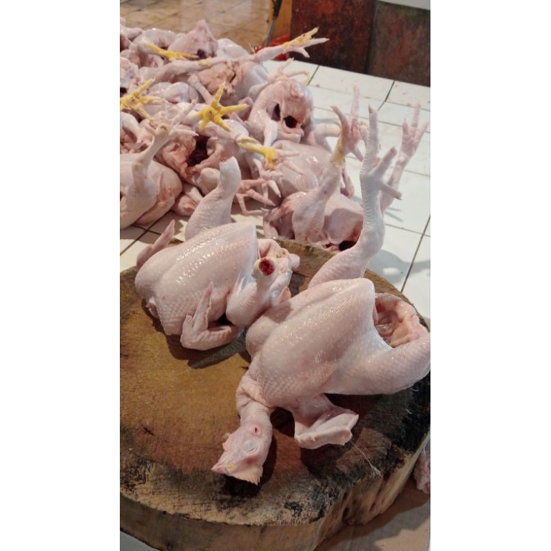 

Ayam Broiler size 1.6 utuh ( fresh / tidak beku )