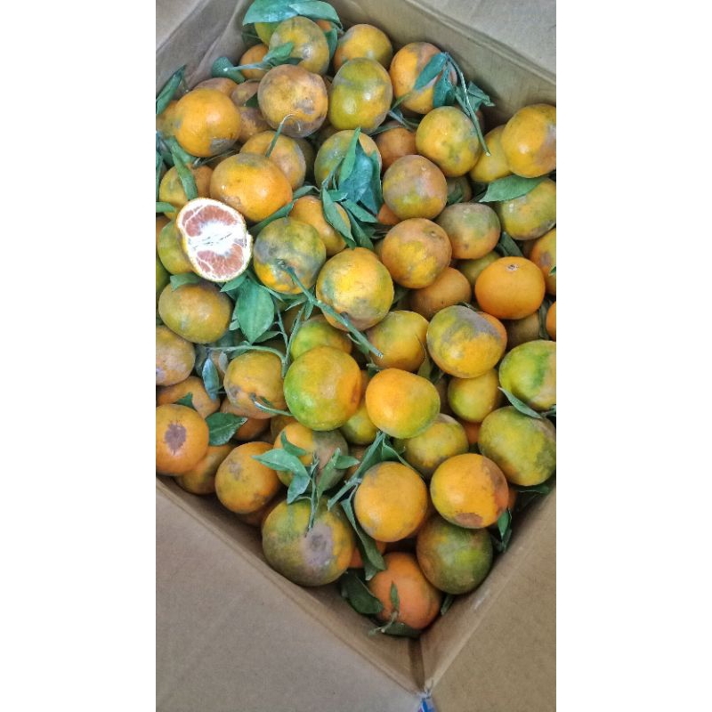 

PO Jeruk Siem Madu Malang 1Kg ( Rasa Manis Segerr, size campur)