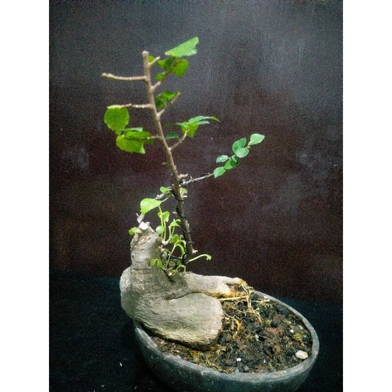 bonsai serut batang besar