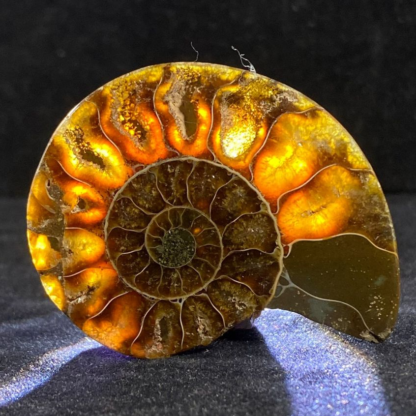 NATURAL Fosil Sutured Ammonite - Gems Collection - Polished Sutured Ammonite