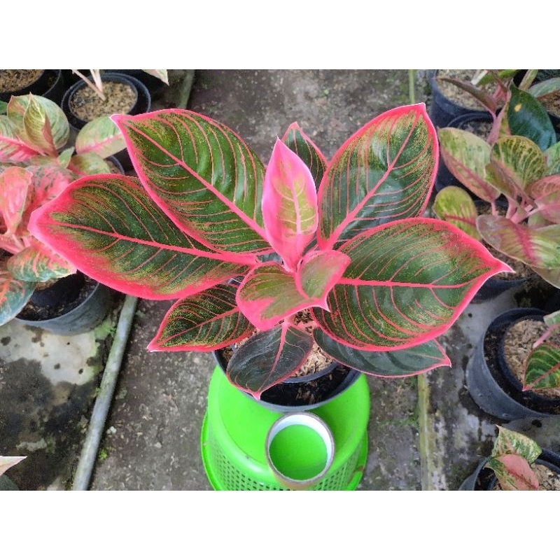 AGLAONEMA KHANZA AGLO IMELDA