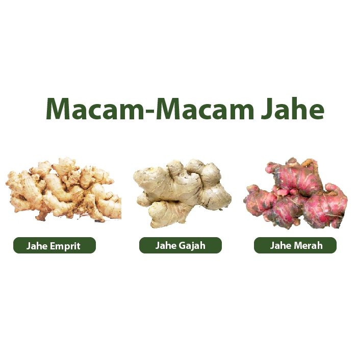 

Jahe Emprit Javanese Ginger 250 gr