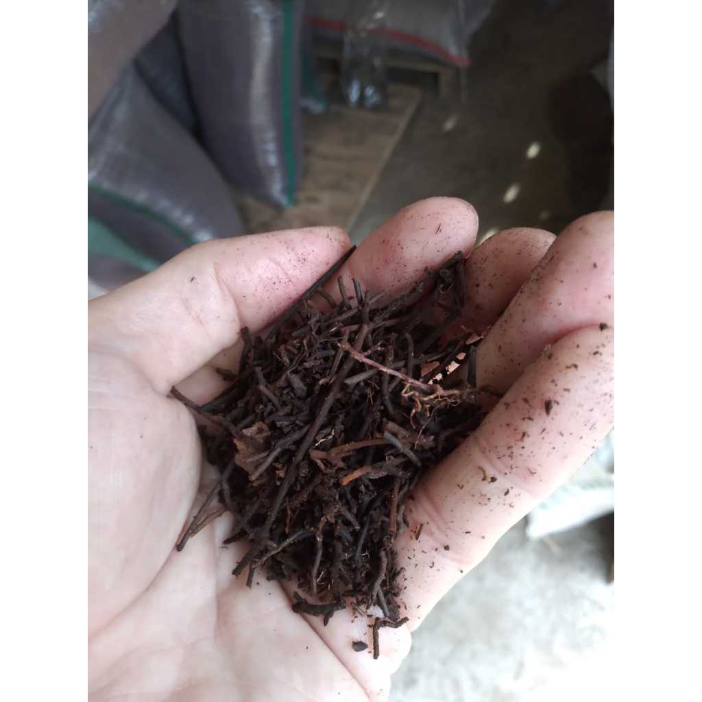 RB Akar Pakis Cacah Karung