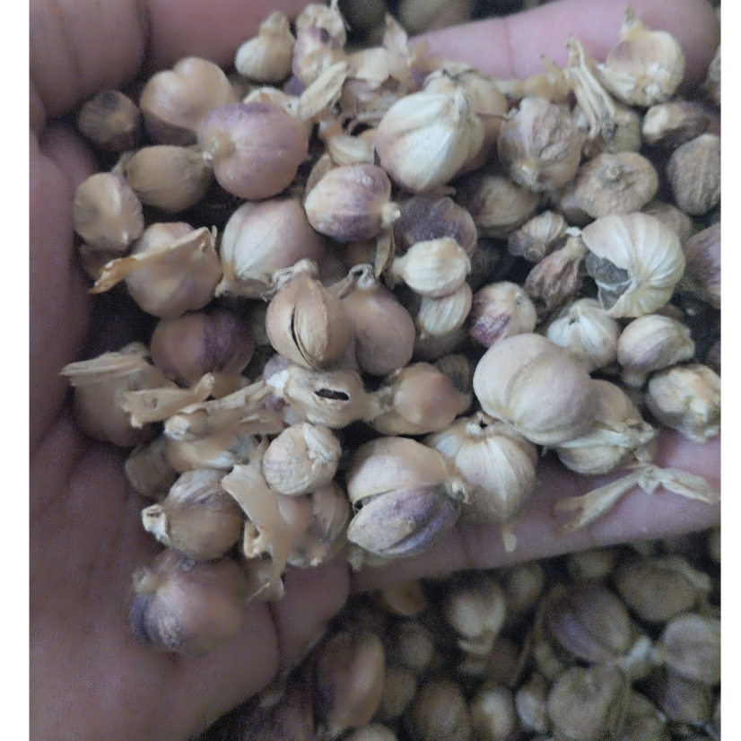 

MaRempah - Kapulaga kering bumbu dapur 250gr
