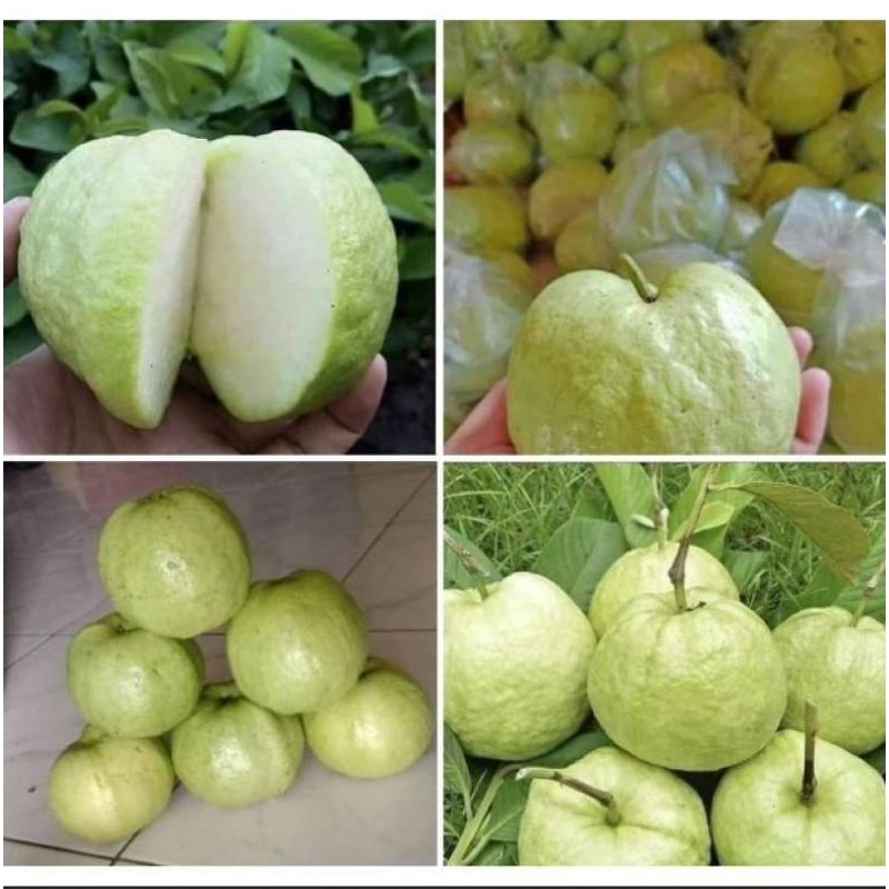 

Grosir Jambu Kristal Putih