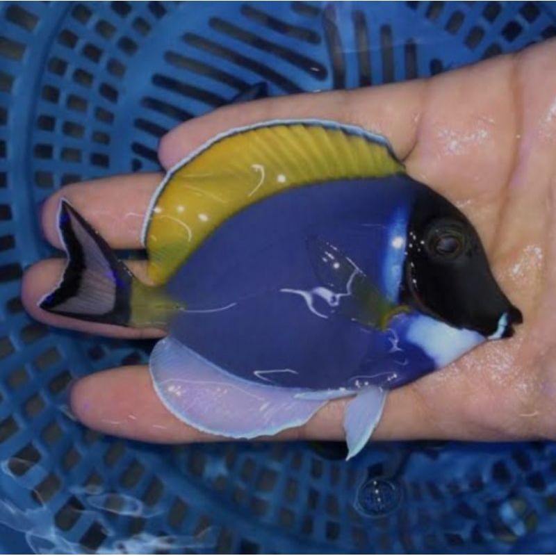 Botana Biru / Bobi / Powder Blue Tang / Ikan Hias Air Laut