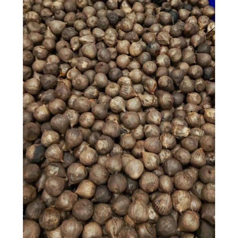 

Blackgarlic bawang tunggal panggang