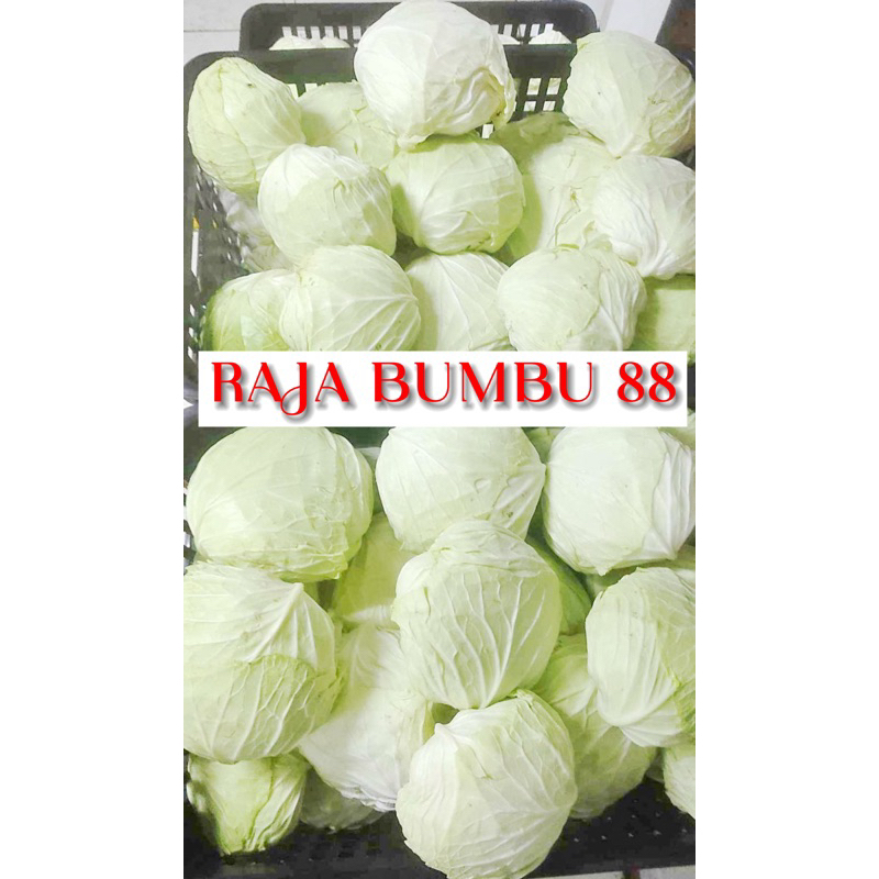 

KOL PUTIH 1 buah berat 1kg