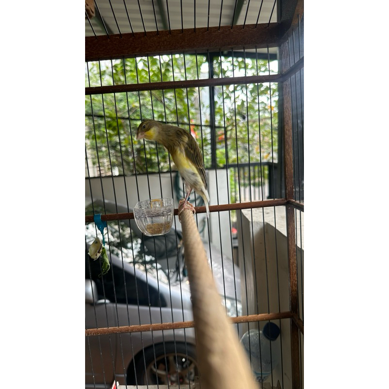 Kenari BBL (Belgian bossu)