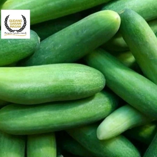 

Timun Muda Segar 250g / Sayur Mentimun Fresh.