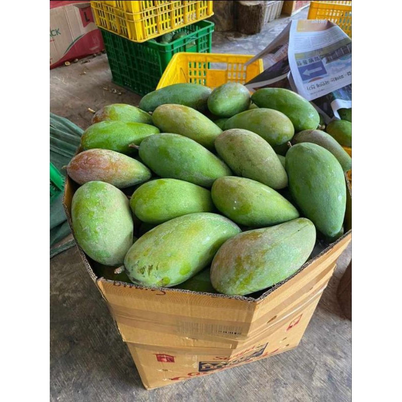 

MANGGA KIOJAY THAILAND 1KG - 1,3KG + BUMBU RUJAK BANGKOK - MENGKEL KRIUK GARING